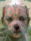 Darth Maul, Puppy