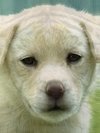 Puppy, Tiger, Monkey, Lion, Puppy