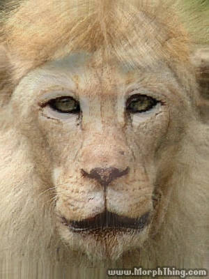 Lion and Monkey (Morphed) - MorphThing.com