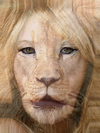 Ashley Tisdale and Lion