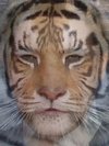 Tiger, Arnold Schwarzenegger, Robert Pattinson