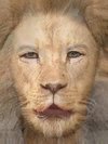 Lion, Jared Padalecki, Jensen Ackles, Jared Leto, Chace Crawford