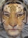 Tiger, Mona Lisa, Rowan Atkinson