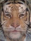 Patrick Dempsey, William Paley and Tiger